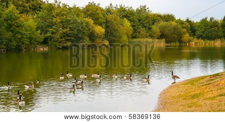 Canadian Geese