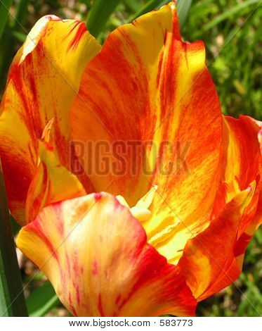 Tulipano rosso e giallo