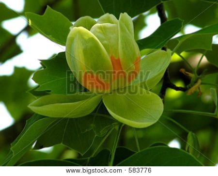 Fiore Tulip Tree