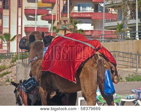 A camel on the beach in Turkey