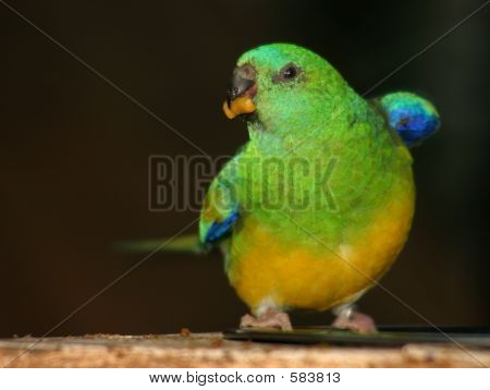 Periquito
