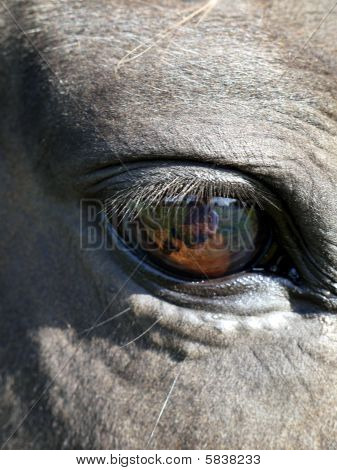hest øje