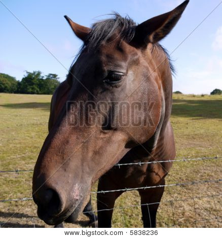 drukne hest