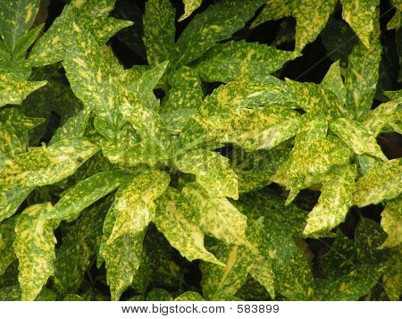 Arbusto verde amarelo