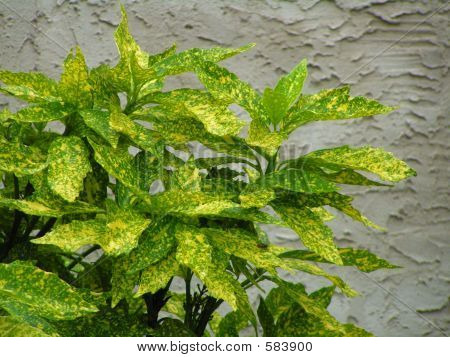 Arbusto verde amarelo