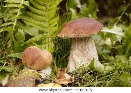 Boletus Edulis