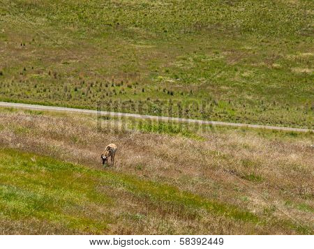 Antelope In A Field At The National Bison Range In Montana Usa