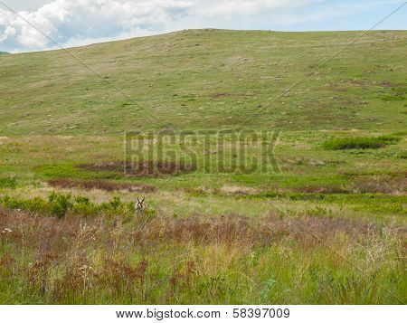 Antelope In A Field At The National Bison Range In Montana Usa