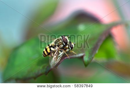 Bee