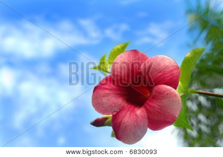 Store Bloom