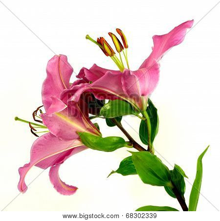 pink lily