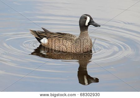 Blue-winged Teal