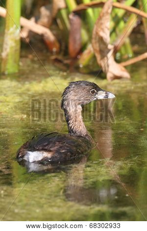Pied-billed Grebe