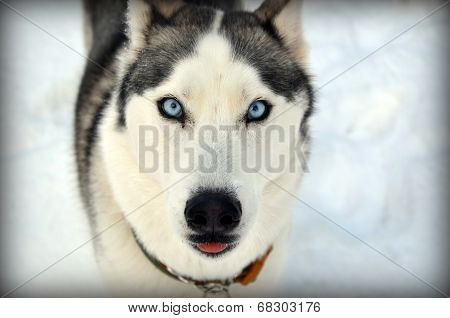 Blue Eyed Siberian Husky Dog