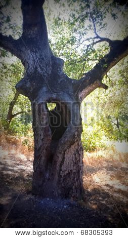 Spooky Tree