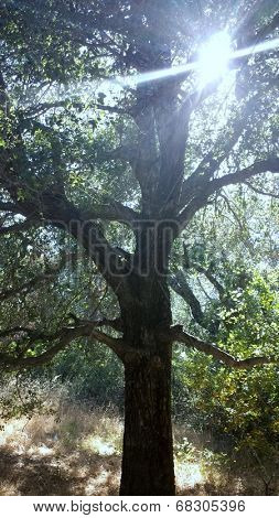 Tree of Life