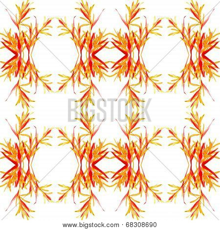 Heliconia Rubra