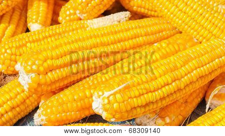 Pile Of Corn