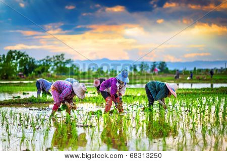 Farmers Are Planting Rice