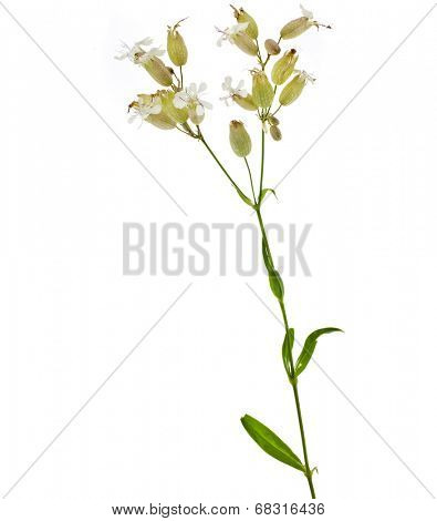 Soapwort (Saponaria officinalis) plant isolated on white