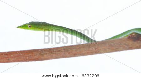 Vite verde serpente