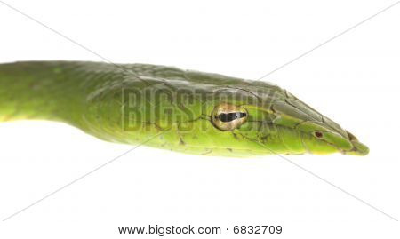 Vite verde serpente