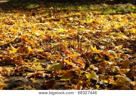 Fallen Maple Leaves