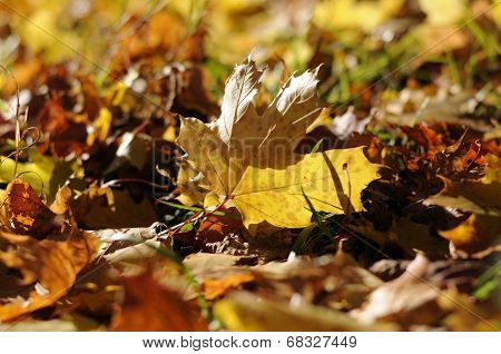 Fallen Maple Leaf