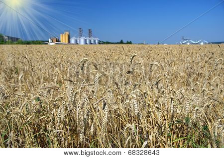 wheatfield