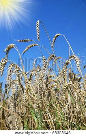 wheatfield