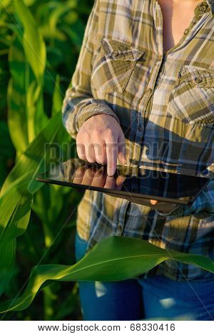 Agronomist With Tablet Computer In Corn Field