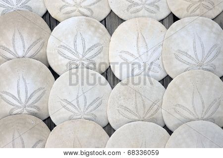 Sand Dollar.