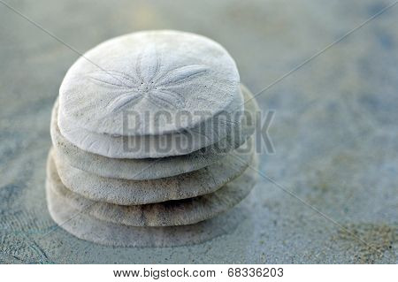 Sand Dollar.