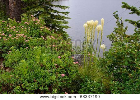 Bear Grass and Spirea Bloom by Lake