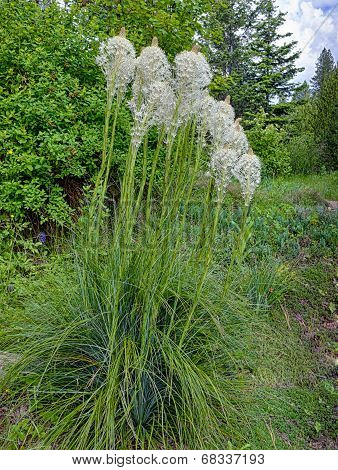 Bear Grass In Garden