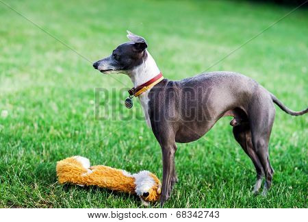 Italian Greyhound Playing In Countryside Park