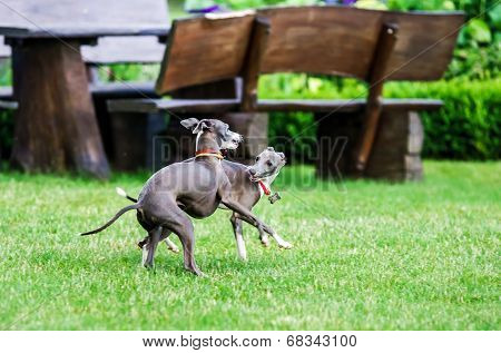 Italian Greyhound Playing In Countryside Park