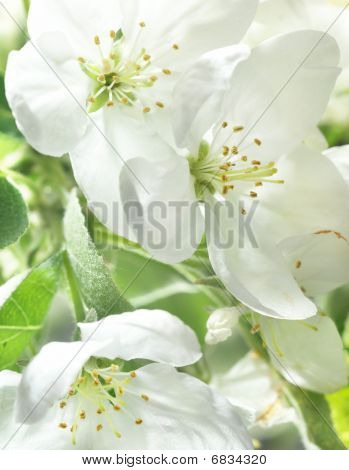 ดอกไม้
