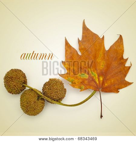 picture of a dried leaf and some Platanus seed balls, and the word autumn written on a beige background, with a retro effect