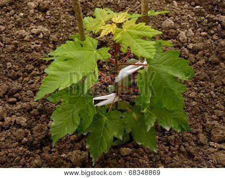 sugar maple sapling three months from germination