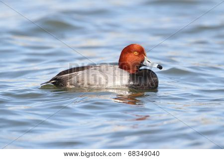 Redhead Drake (aythya Americana)