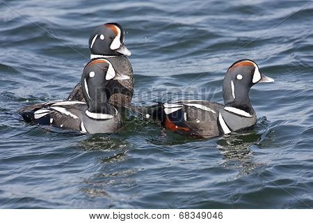 Harlequin Ducks