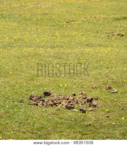 Horse Manure In A Green Field