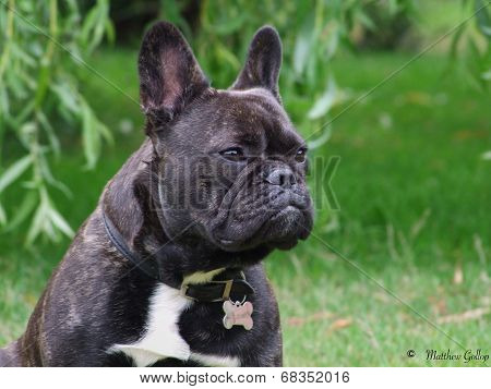 Brindle French Bulldog