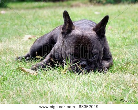 Brindle French Bulldog