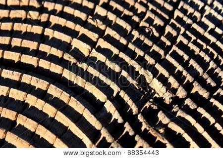 Wood Grain
