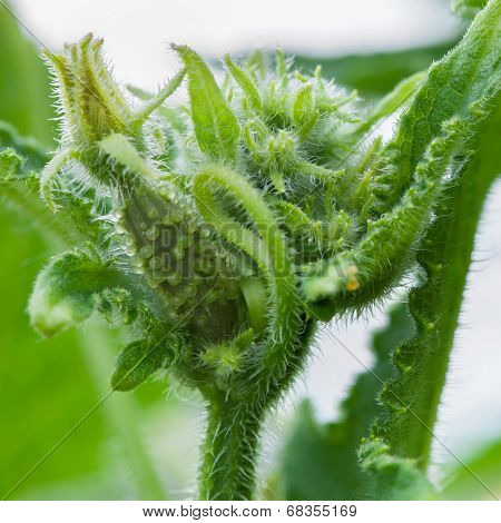 The Young Germ Of Cucumber