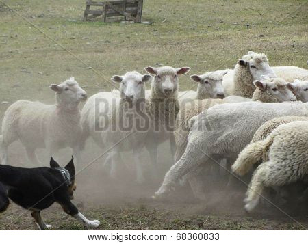 Sheep Herding Action