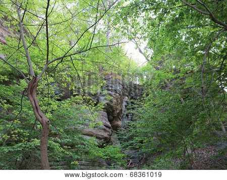 Spring Time Trees along one of the Box canyons at Starved Rock State Park