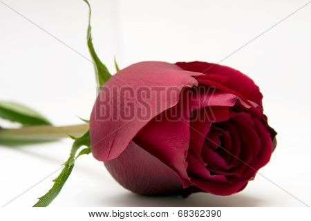 Red Rose